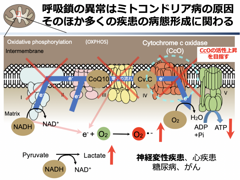 ミトコンドリア 国立循環器病研究センター研究所 分子薬理部